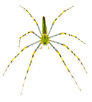 Malagasy green lynx spider {Peucetia madagascariensis} photographed on a white background Malagasy green lynx spider {Peucetia madagascariensis} photographed on a white background