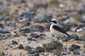 Male Black eared wheatear (Oenanthe hispanica) standing on stone, Nortern Cyprus Male Black eared wheatear (Oenanthe hispanica) standing on stone, Nortern Cyprus