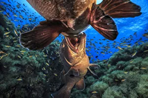 Two male Dusky groupers (Epinephelus marginatus) fighting for territory during mating Two male Dusky groupers (Epinephelus marginatus) fighting for territory during mating
