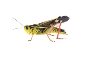 Male Grasshopper (Arcyptera fusca) Fliess, Naturpark Kaunergrat, Tirol, Austria Male Grasshopper (Arcyptera fusca) Fliess, Naturpark Kaunergrat, Tirol, Austria