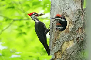 Male Pileated Woodpecker (Dryocopus pileatus) with beetle larva in beak about to feed two Male Pileated Woodpecker (Dryocopus pileatus) with beetle larva in beak about to feed two