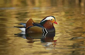 Mandarin duck drake (Aix galericulata)floating on colourful water, Southwest London, UK Mandarin duck drake (Aix galericulata)floating on colourful water, Southwest London, UK