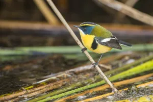Many-coloured rush tyrant (Tachuris rubrigastra) perched on reed stem at the water' Many-coloured rush tyrant (Tachuris rubrigastra) perched on reed stem at the water'
