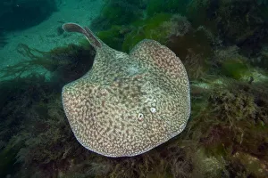 Marbled electric ray (Torpedo marmorata) Bouley Bay, Jersey, British Channel Islands Marbled electric ray (Torpedo marmorata) Bouley Bay, Jersey, British Channel Islands
