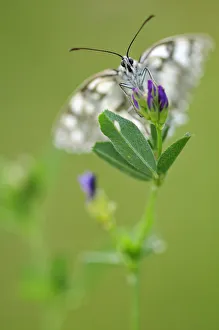 Marbled white butterfly (Melanargia galathea) nectaring on flower, Vallee de la Seille Marbled white butterfly (Melanargia galathea) nectaring on flower, Vallee de la Seille