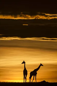 Masai giraffe (Giraffa camelopardalis tippelskirchi) two silhouetted at sunrise Masai giraffe (Giraffa camelopardalis tippelskirchi) two silhouetted at sunrise