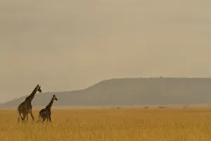 Masai giraffe (Giraffa camelopardalis) and her youngster on the savanna landscape at dawn Masai giraffe (Giraffa camelopardalis) and her youngster on the savanna landscape at dawn