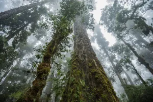 Massive old growth oak trees of the cloud forest, Talamanca Range, Talamanca Range-La Massive old growth oak trees of the cloud forest, Talamanca Range, Talamanca Range-La