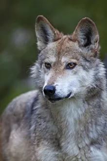 Mexican wolf (Canis lupus baileyi), Mexican subspecies, probably extinct in the wild Mexican wolf (Canis lupus baileyi), Mexican subspecies, probably extinct in the wild