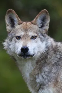 Mexican wolf (Canis lupus baileyi), Mexican subspecies, probably extinct in the wild Mexican wolf (Canis lupus baileyi), Mexican subspecies, probably extinct in the wild
