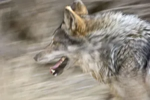 Mexican wolf (Canis lupus baileyi) running, Captive, Living Desert Zoo, Palm Desert Mexican wolf (Canis lupus baileyi) running, Captive, Living Desert Zoo, Palm Desert
