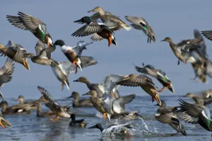 Mixed flock of Northern shovelers (Anas clypeata), Gadwalls (Anas strepera) and Common teal Mixed flock of Northern shovelers (Anas clypeata), Gadwalls (Anas strepera) and Common teal