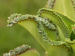 Mother of thousands (Kalanchoe daigremontiana), viviparous growth with vegetative Mother of thousands (Kalanchoe daigremontiana), viviparous growth with vegetative