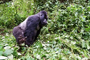 Mountain gorilla (Gorilla beringei beringei) silverback male 'Humba' with Mountain gorilla (Gorilla beringei beringei) silverback male 'Humba' with