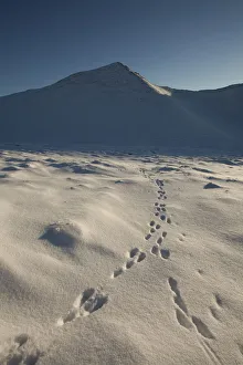 Mountain hare (Lepus timidus) footprints in snow, Creag Meagaidh National Nature Reserve Mountain hare (Lepus timidus) footprints in snow, Creag Meagaidh National Nature Reserve