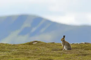 Mountain Hare (Lepus timidus) against mountains. Cairngorms National Park, Scotland, July Mountain Hare (Lepus timidus) against mountains. Cairngorms National Park, Scotland, July