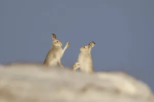 Mountain Hares (Lepus timidus) boxing in winter. Cairngorms National Park, Scotland, UK Mountain Hares (Lepus timidus) boxing in winter. Cairngorms National Park, Scotland, UK