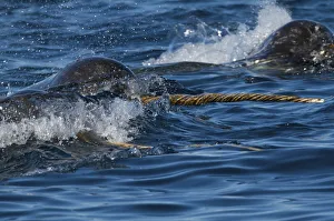 Narwhal (Monodon monoceros) pod surfacing, tusk visible, Arctic Bay, Baffin Island Narwhal (Monodon monoceros) pod surfacing, tusk visible, Arctic Bay, Baffin Island