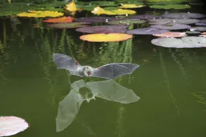 Natterer's bat (Myotis nattereri) flying in to drink from the surface of a pond Natterer's bat (Myotis nattereri) flying in to drink from the surface of a pond
