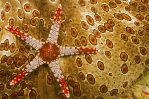 Necklace seastar (Fromia monilis) on Sea cucumber (Bohadaschia argus) Yap, Micronesia Necklace seastar (Fromia monilis) on Sea cucumber (Bohadaschia argus) Yap, Micronesia