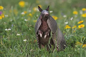 Nine-banded Armadillo (Dasypus novemcinctus) in wildflower meadow standing on hind legs Nine-banded Armadillo (Dasypus novemcinctus) in wildflower meadow standing on hind legs