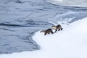 North American river otter (Lutra canadiensis), two standing at edge of frozen Upper North American river otter (Lutra canadiensis), two standing at edge of frozen Upper