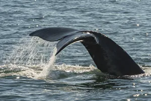 North Atlantic Right Whale (Eubalaena glacialis) tail fluke , in the Bay of Fundy North Atlantic Right Whale (Eubalaena glacialis) tail fluke , in the Bay of Fundy