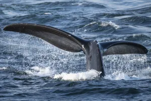 North Atlantic right whale (Eubalaena glacialis) tail fluke, diving to feed in the North Atlantic right whale (Eubalaena glacialis) tail fluke, diving to feed in the