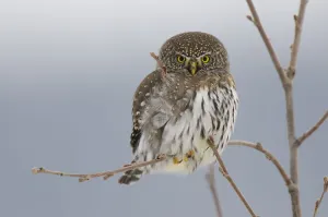 Northern Pygmy owl (Glaucidium gnoma) adult in tree in winter, Okanogan County, Washington Northern Pygmy owl (Glaucidium gnoma) adult in tree in winter, Okanogan County, Washington