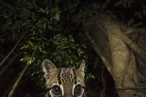 Ocelot (Leopardus pardalis) portrait. camera trap image, Nicoya Peninsula, Costa Rica Ocelot (Leopardus pardalis) portrait. camera trap image, Nicoya Peninsula, Costa Rica