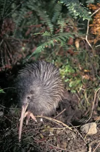 Okarito Brown Kiwi (Apteryx rowi) male known as Scooter patrolling his territory Okarito Brown Kiwi (Apteryx rowi) male known as Scooter patrolling his territory