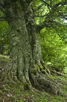 Old European beech trees (Fagus sylvatica) Pollino National Park, Basilicata, Italy Old European beech trees (Fagus sylvatica) Pollino National Park, Basilicata, Italy