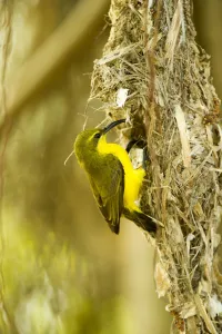 Olive-backed sunbird (Nectarinia jugularis) female returning to her nest with nesting Olive-backed sunbird (Nectarinia jugularis) female returning to her nest with nesting