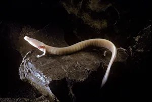 Olm (Proteus anguinus) on rock, Oliero cave, Valle del Brenta, commune di Valstagna Olm (Proteus anguinus) on rock, Oliero cave, Valle del Brenta, commune di Valstagna
