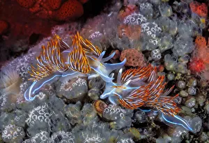 Opalescent nudibranchs (Hermissenda crassicornis) and Mushroom compound ascidians Opalescent nudibranchs (Hermissenda crassicornis) and Mushroom compound ascidians
