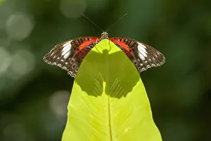 An Orange lacewing butterfly (Cethosia penthesilea), Cairns Botanical Gardens, Queensland An Orange lacewing butterfly (Cethosia penthesilea), Cairns Botanical Gardens, Queensland