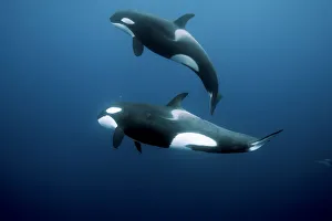 Orcas / Killer whales (Orcinus orca) swimming in open water, Three Kings Islands Orcas / Killer whales (Orcinus orca) swimming in open water, Three Kings Islands