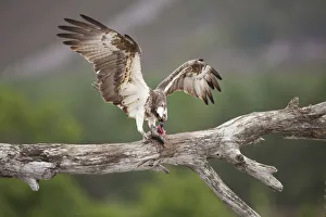 Osprey (Pandion haliaetus) eating fish prey, Cairngorms National Park, Scotland, UK, July Osprey (Pandion haliaetus) eating fish prey, Cairngorms National Park, Scotland, UK, July
