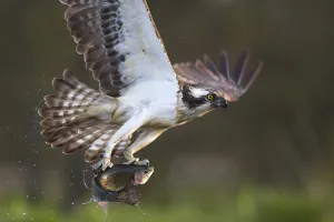 Osprey (pandion haliaetus) with fish prey, Cairngorms National Park, Scotland, UK, May Osprey (pandion haliaetus) with fish prey, Cairngorms National Park, Scotland, UK, May