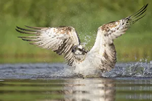 Osprey (Pandion haliaetus) fishing. Rothiemurchus, Cairngorms National Park, Scotland, UK Osprey (Pandion haliaetus) fishing. Rothiemurchus, Cairngorms National Park, Scotland, UK
