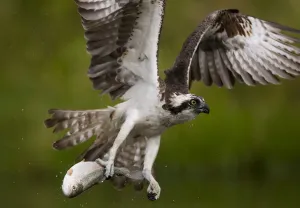 Osprey (Pandion haliaetus) in flight carrying fish, Kangasala, Finland, August 2009 Osprey (Pandion haliaetus) in flight carrying fish, Kangasala, Finland, August 2009