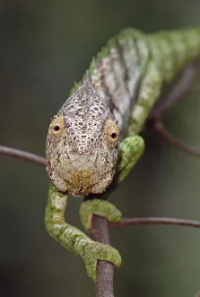 Oustalet's chameleon pursuing prey {Furcifer oustaleti} Berenty NP, Madagascar Oustalet's chameleon pursuing prey {Furcifer oustaleti} Berenty NP, Madagascar