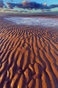 Oystercatcher (Haematopus ostralegus) footprints on sand at low tide, Norfolk, England Oystercatcher (Haematopus ostralegus) footprints on sand at low tide, Norfolk, England