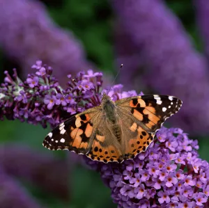 Painted lady butterfly (Vanessa cardui) on Buddleia flowers, County Down, Northern Ireland Painted lady butterfly (Vanessa cardui) on Buddleia flowers, County Down, Northern Ireland