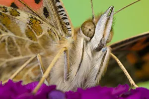 Painted lady butterfly (Vanessa cardui) on flower, Peak District National Park Painted lady butterfly (Vanessa cardui) on flower, Peak District National Park