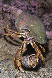 Pair of Common hermit crabs (Pagurus bernhardus) male carrying female until she leaves Pair of Common hermit crabs (Pagurus bernhardus) male carrying female until she leaves