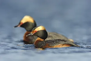 Pair of Horned Grebes (Podiceps auritus) in breeding plumage, on water, Southeast Alberta Pair of Horned Grebes (Podiceps auritus) in breeding plumage, on water, Southeast Alberta