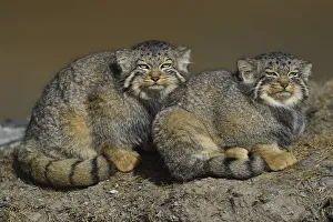 Pallas's cat (Otocolobus manul) two sitting side by side, Tibetan Plateau, Qinghai Pallas's cat (Otocolobus manul) two sitting side by side, Tibetan Plateau, Qinghai