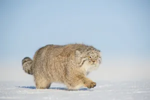 Pallas's cat (Otocolobus manul) walking in snow, Gobi Desert, Mongolia. December Pallas's cat (Otocolobus manul) walking in snow, Gobi Desert, Mongolia. December