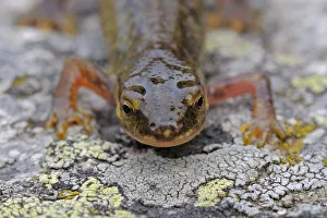 Palmate newt (Lissotriton helveticus) on lichen covered rock, living at 2, 150m Palmate newt (Lissotriton helveticus) on lichen covered rock, living at 2, 150m